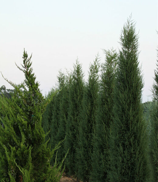 juniperus virginiana taylor