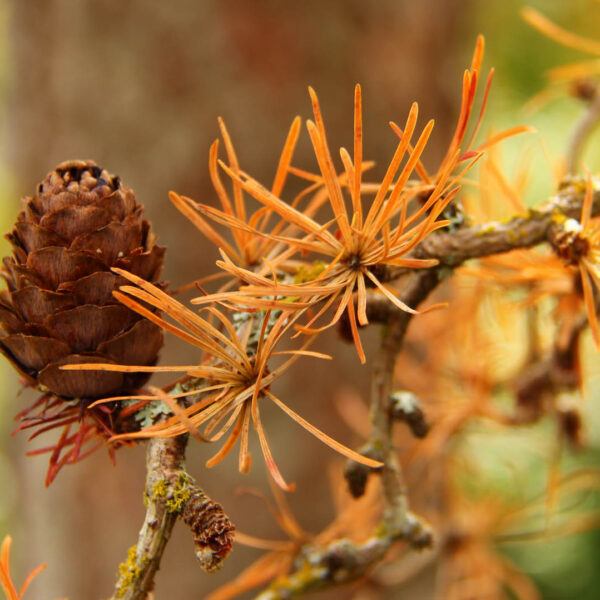 Larix kaempferi 'Diana' Diana Japanese Larch
