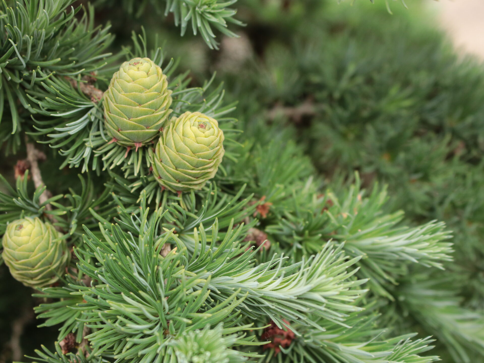 燃える樹 Larix kaempferi Grey Pearl | Dwarf Japanese Larch Tree | Conifer
