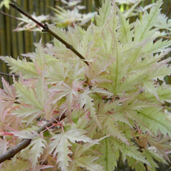 Acer palmatum 'Murakumo' Japanese Maple