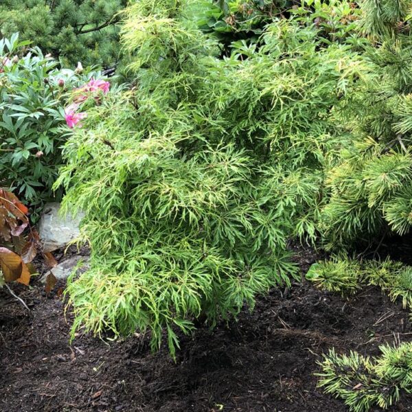 Acer japonicum 'Gossamer'