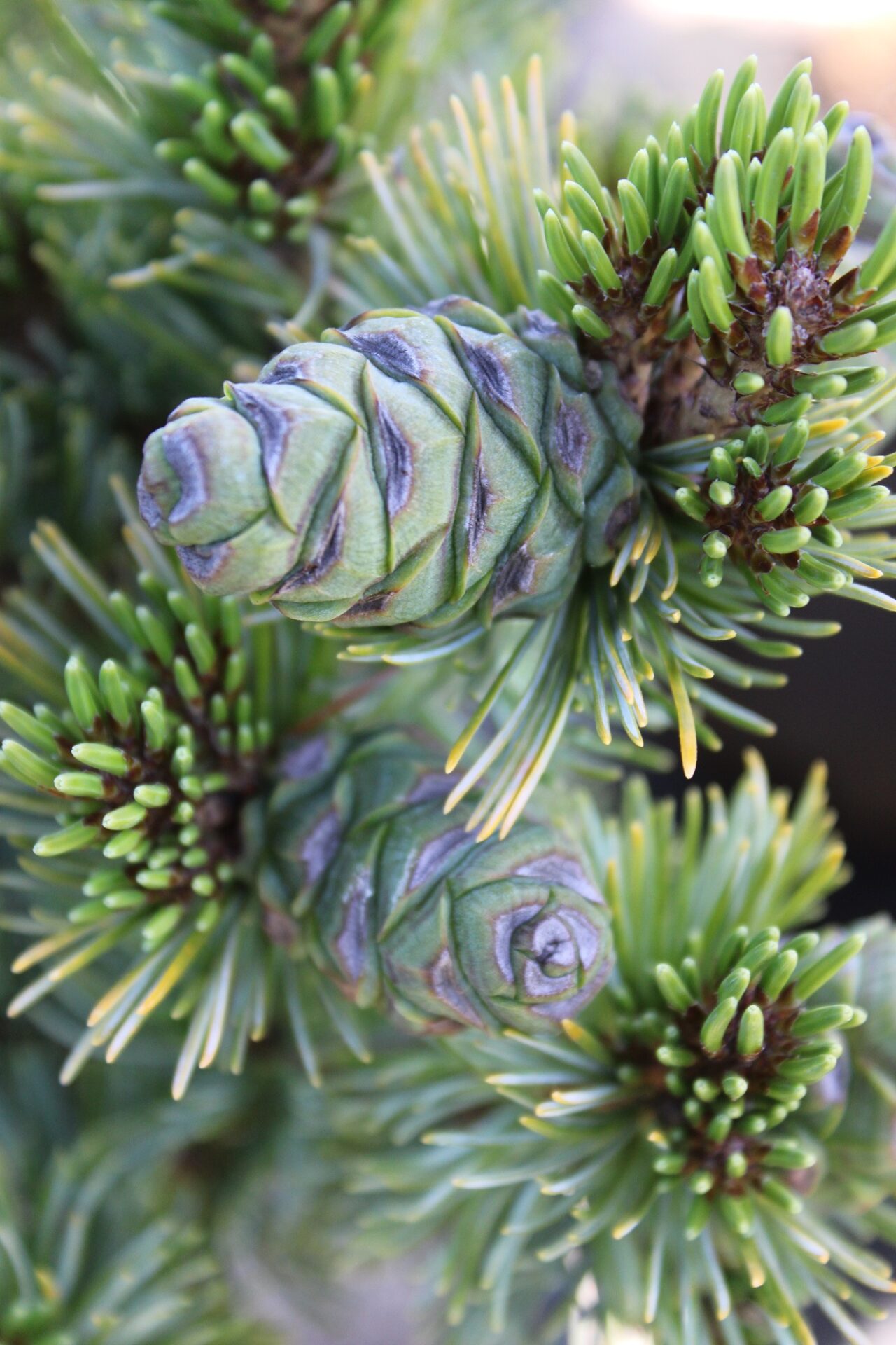 Buy Pinus 'Azuma' ('Azuma-goyo')Japanese White Pine | Conifer Kingdom
