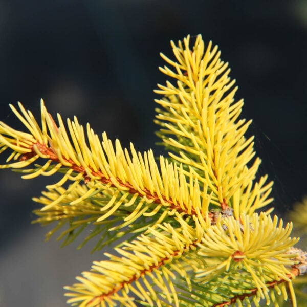 Picea abies 'Aurea magnifica' Norway Spruce