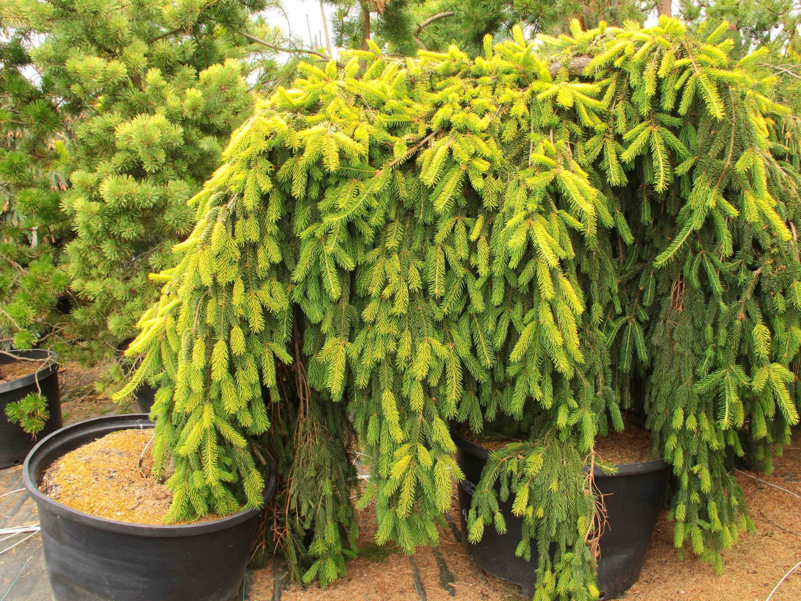 Picea-abies-Gold-Drift-