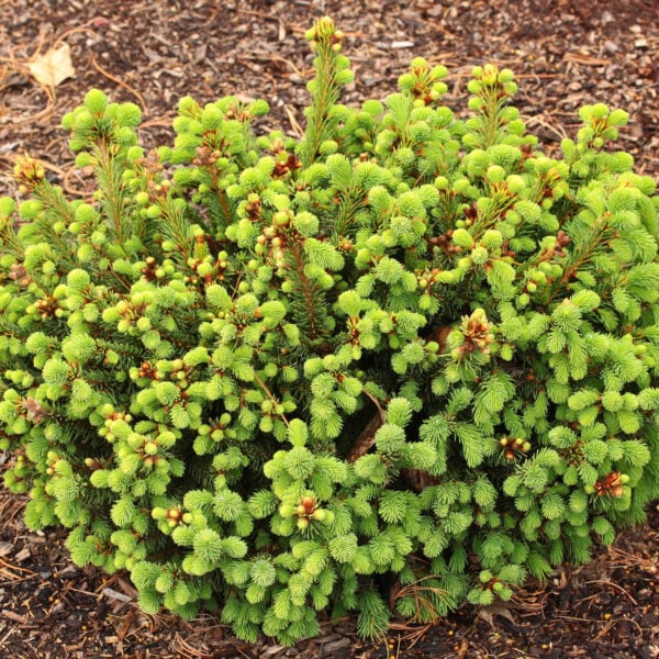Picea abies 'Stephanie's Green Golf Ball' Norway Spruce