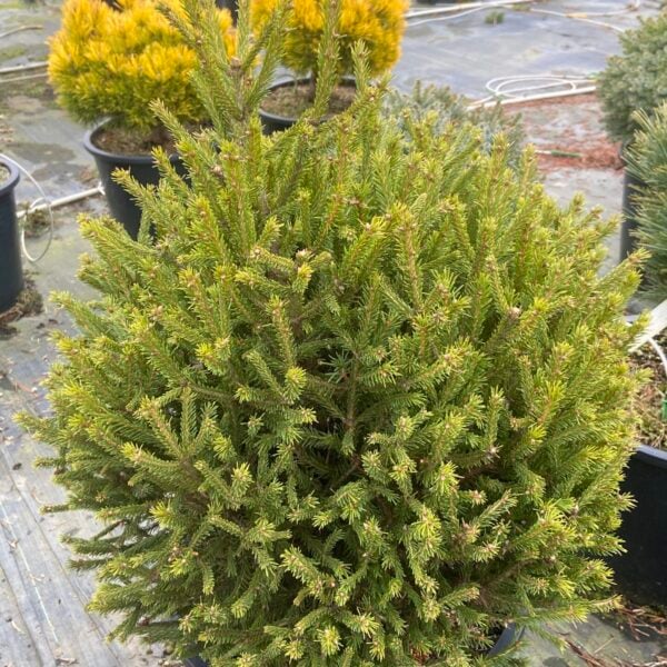 Picea abies 'Silakrogs' Norway Spruce