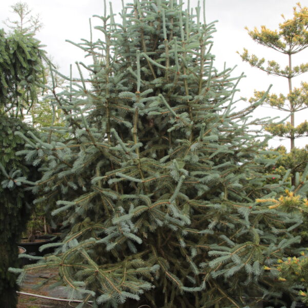 Picea engelmannii 'Hopper Saguaro' Specimen 1879