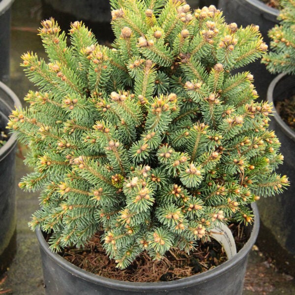 Picea glauca 'Robbye' White Spruce
