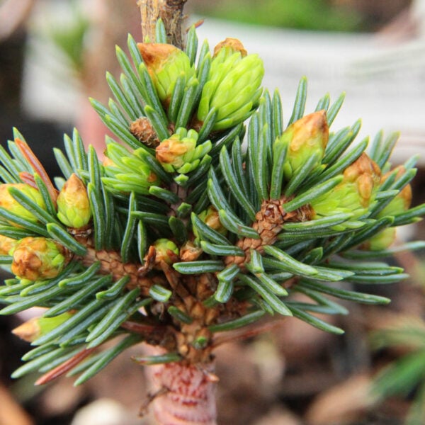 Picea glauca 'Helen Rysse' White Spruce