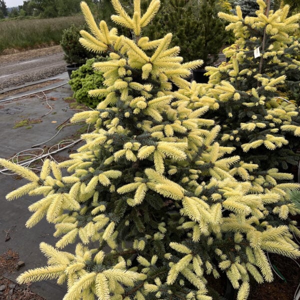 Picea pungens 'Rogow Gold' Colorado Spruce