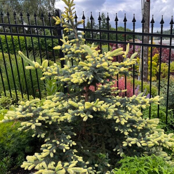 Picea pungens 'Stilton Cheese' Colorado Spruce