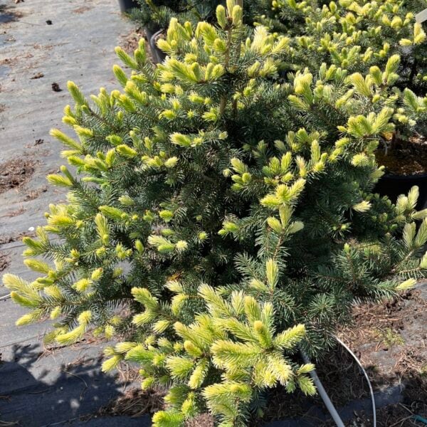 Picea pungens 'Sunny Patrol' Colorado Spruce