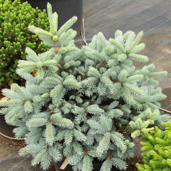Picea pungens 'Viola' Colorado Spruce