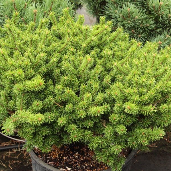 Pinus banksiana 'Bed Rock' Jack Pine