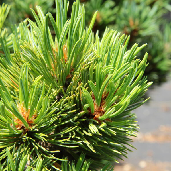 Pinus flexilis 'Kinzie Rose' Limber Pine