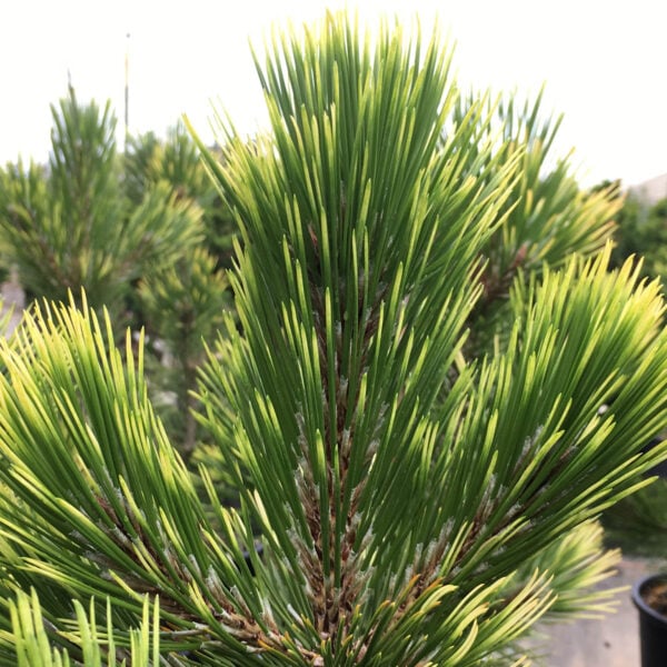 Pinus heldreichii (leucodermis) 'Bosnian Sunrise' Bosnian Pine