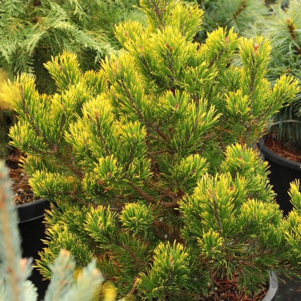 Pinus mugo 'Color Island' Mugo Pine