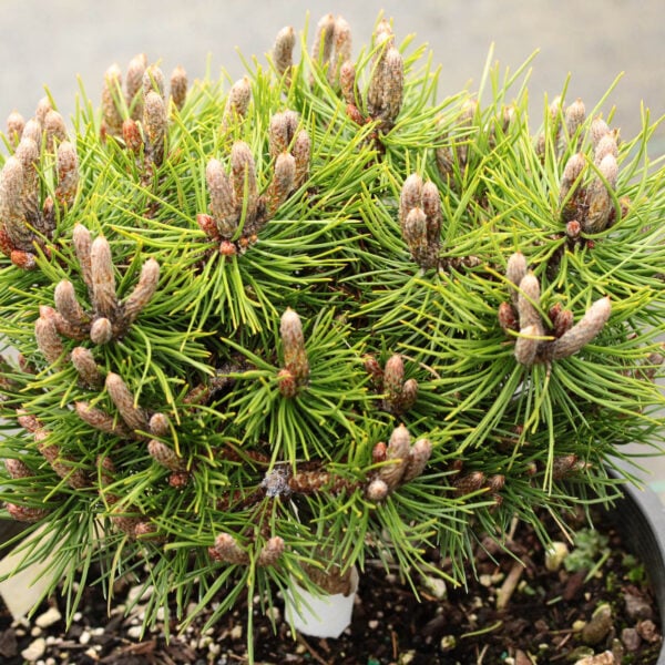 Pinus nigra '8-Ball' Austrian Pine