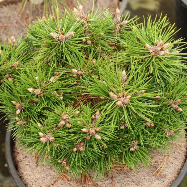 Pinus nigra 'Bobo' Austrian Pine