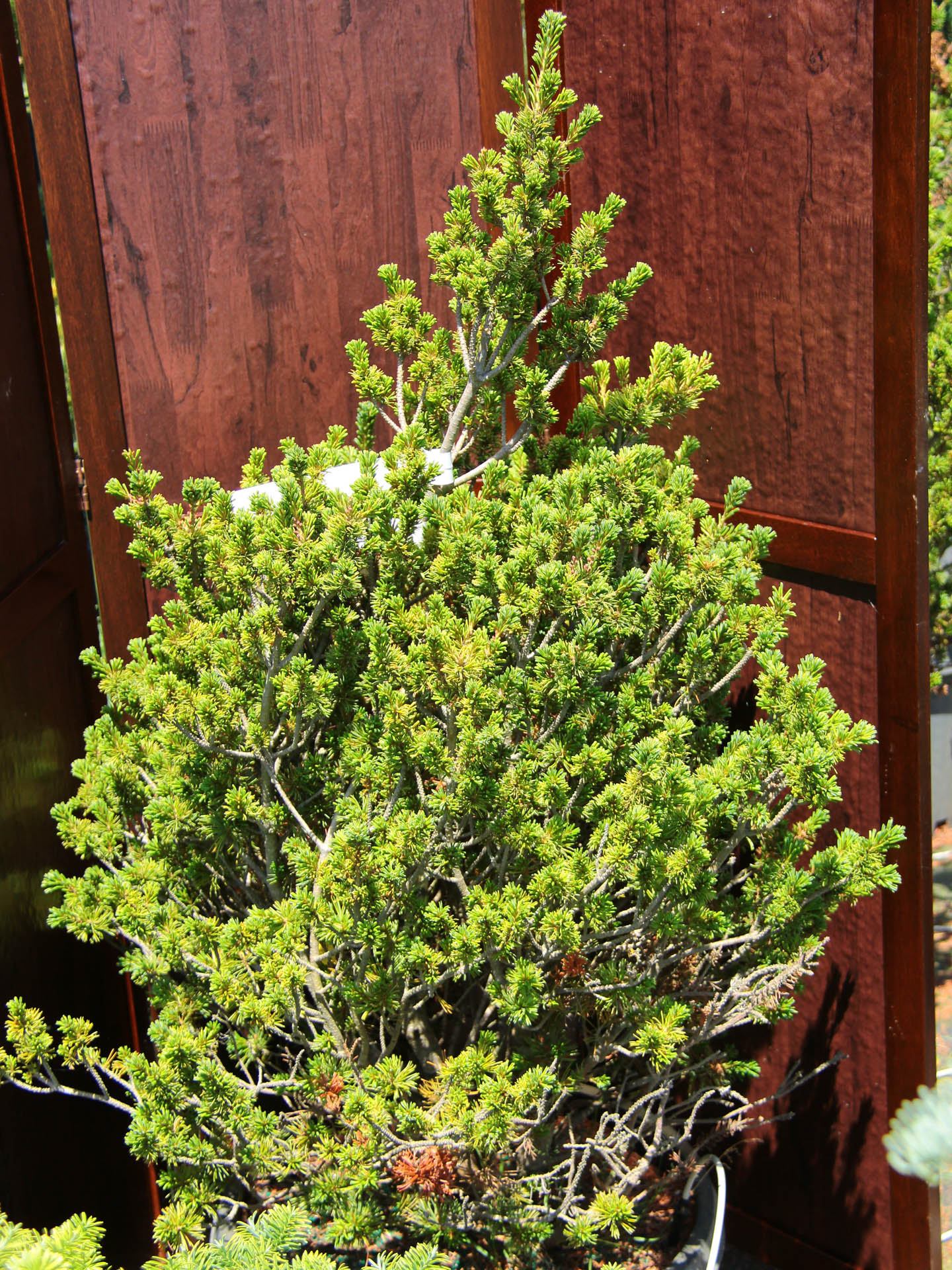 Buy Pinus parviflora 'Atco' White Pine | Conifer Kingdom