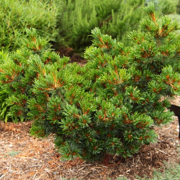 Pinus parviflora 'Miyoi' Japanese White Pine