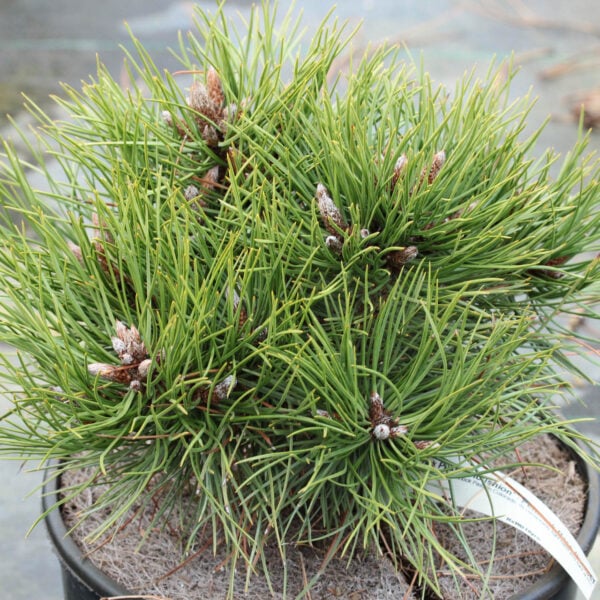 Pinus ponderosa 'Pennock Pass Pincushion' Ponderosa Pine