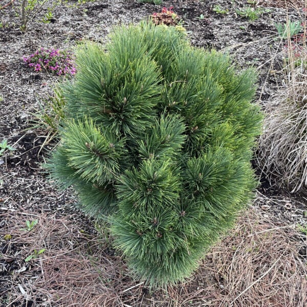 Pinus resinosa 'Green Egg' American Red Pine