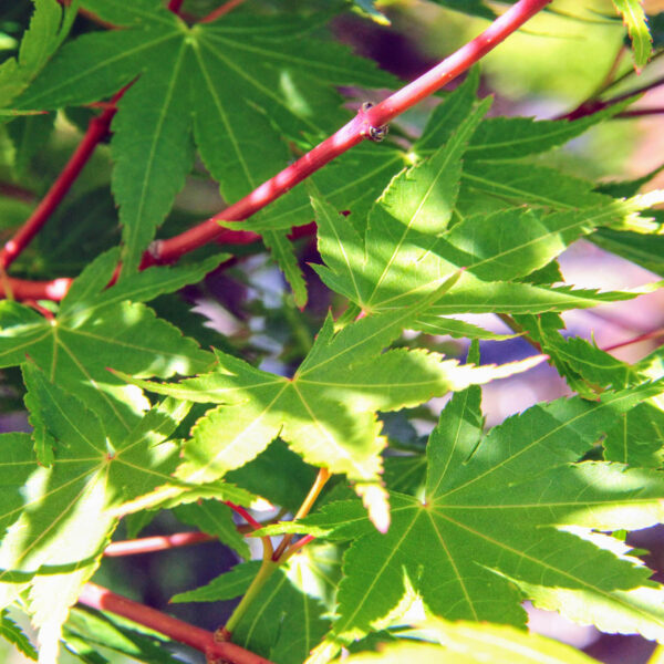 Japanese maple