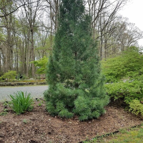 Sciadopitys verticillata Japanese Umbrella Pine