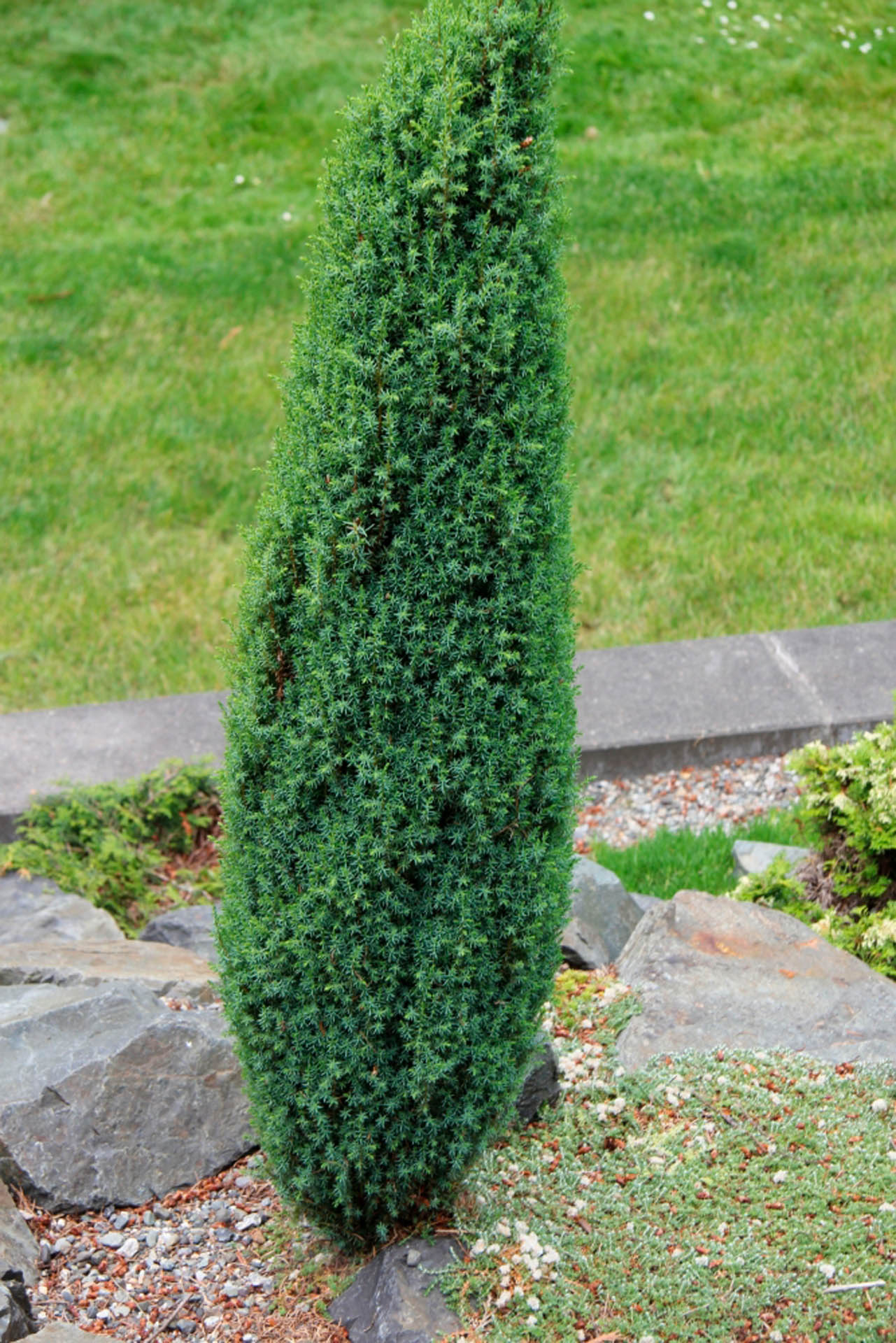 acler juniper