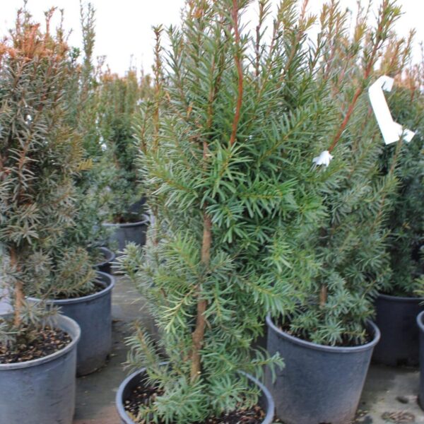 Ready to ship Hicks Yew hedges