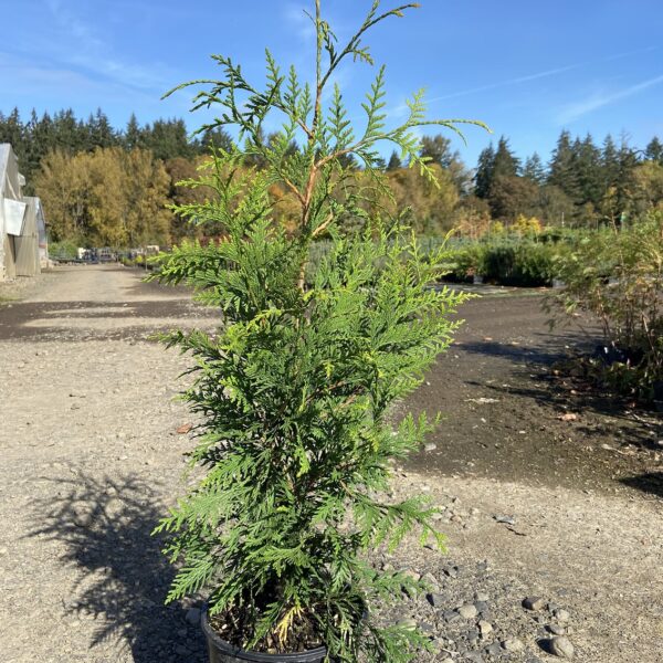 Thuja x 'Green Giant' Green Giant Arborvitae