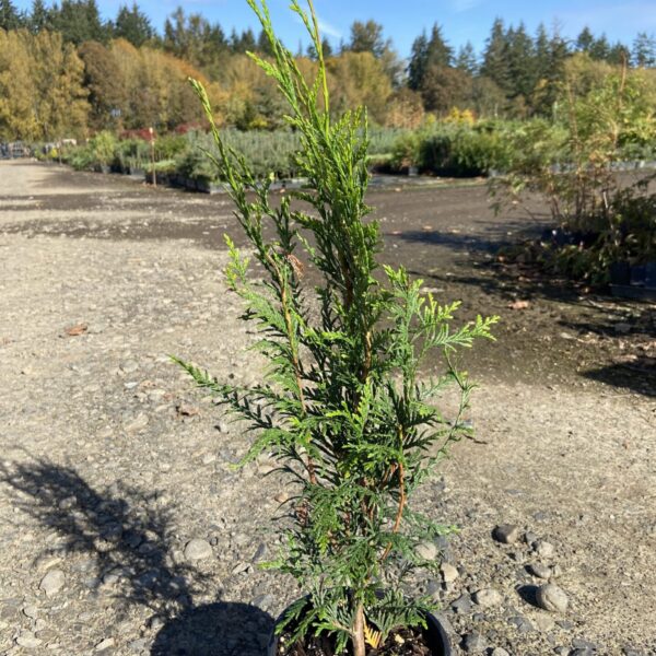 thuja plicata virescens