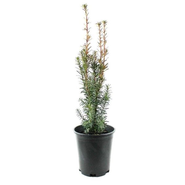 Ready to plant Hicks Yew Container