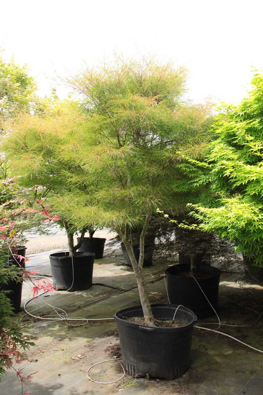 A unique, very slow-growing Japanese maple, this dwarf green cultivar has very narrow, string-like leaves, not much wider than leaf veins. More sturdy than its deceptively delicate look would suggest, Fairy Hair is a selection that will be less than 3 f