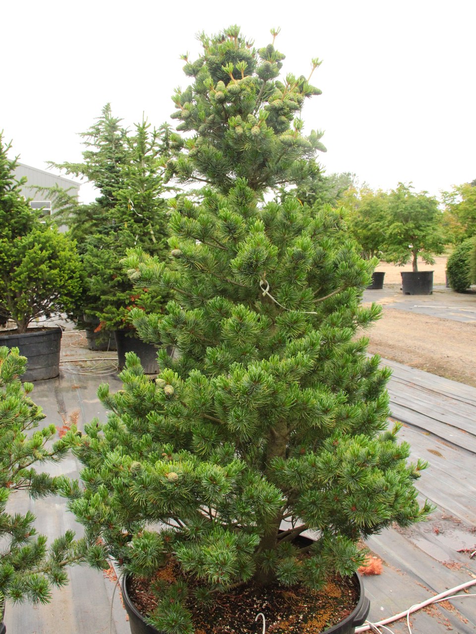 A blue-green variety with a broad pyramidal form that makes it looks as if it is much older than it is. Can grow up to 1' a year. Also known as 'Shiobara goyo.'