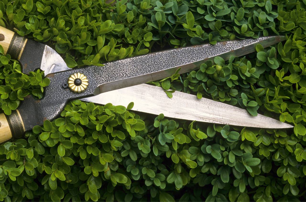 Buxus boxwood hedge trimmers shears pruning conifers evergreens