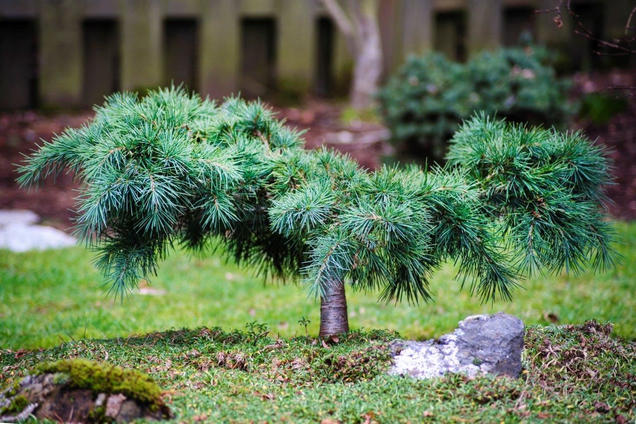 Cedrus libani Katere cedar conifer evergreen gray green needles Cedar of Lebanon