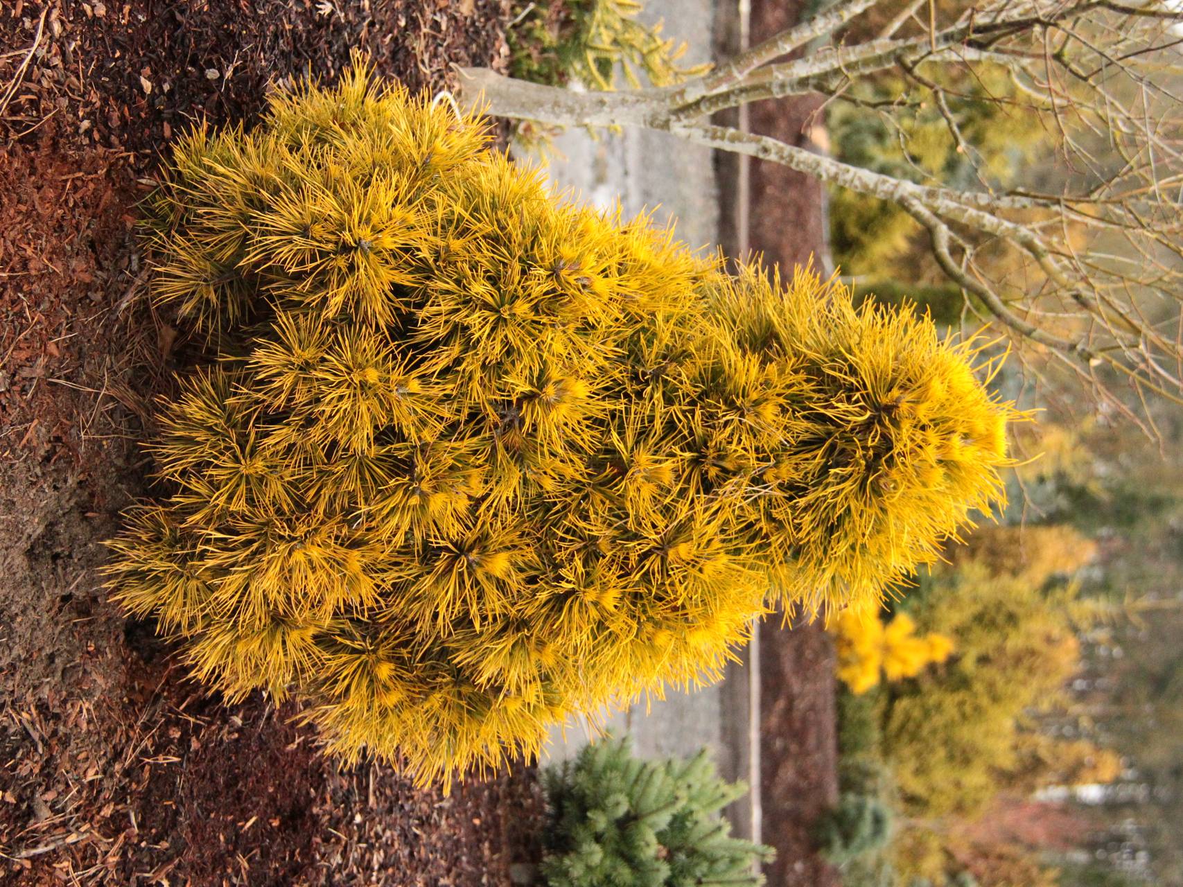 Pinus sylvestris Moseri conifer evergreen gold yellow