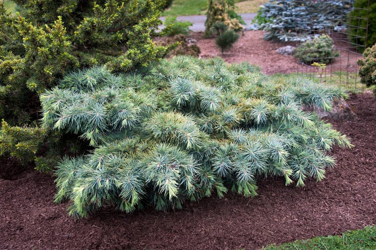 Cedrus libani Hedgehog conifer blue grey mound needles
