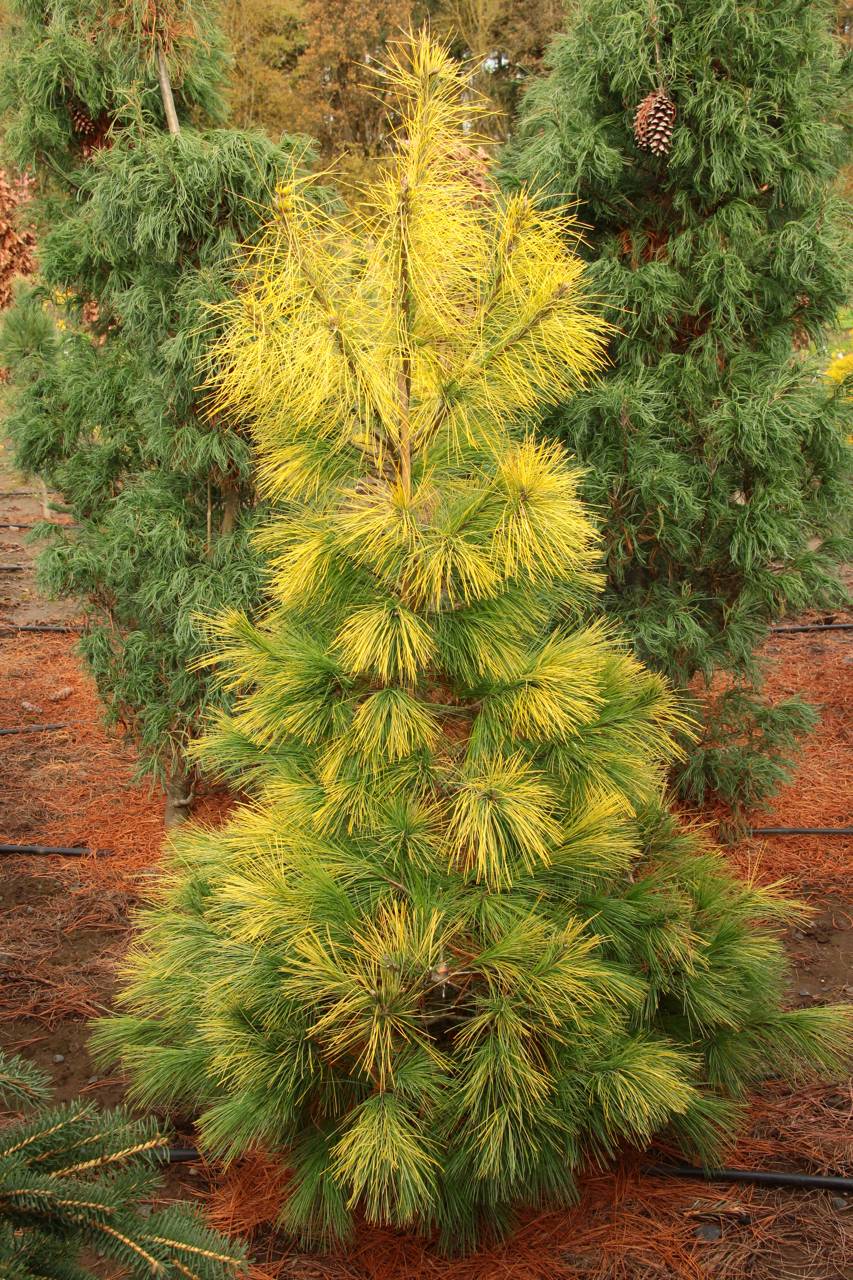 Pinus strobus Louie conifer evergreen gold yellow