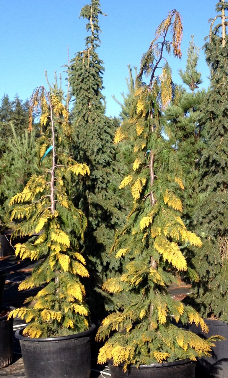 Chamaecyparis lawsoniana Filips Golden tears cypress conifer evergreen narrow upright weeping Lawson gold variegated