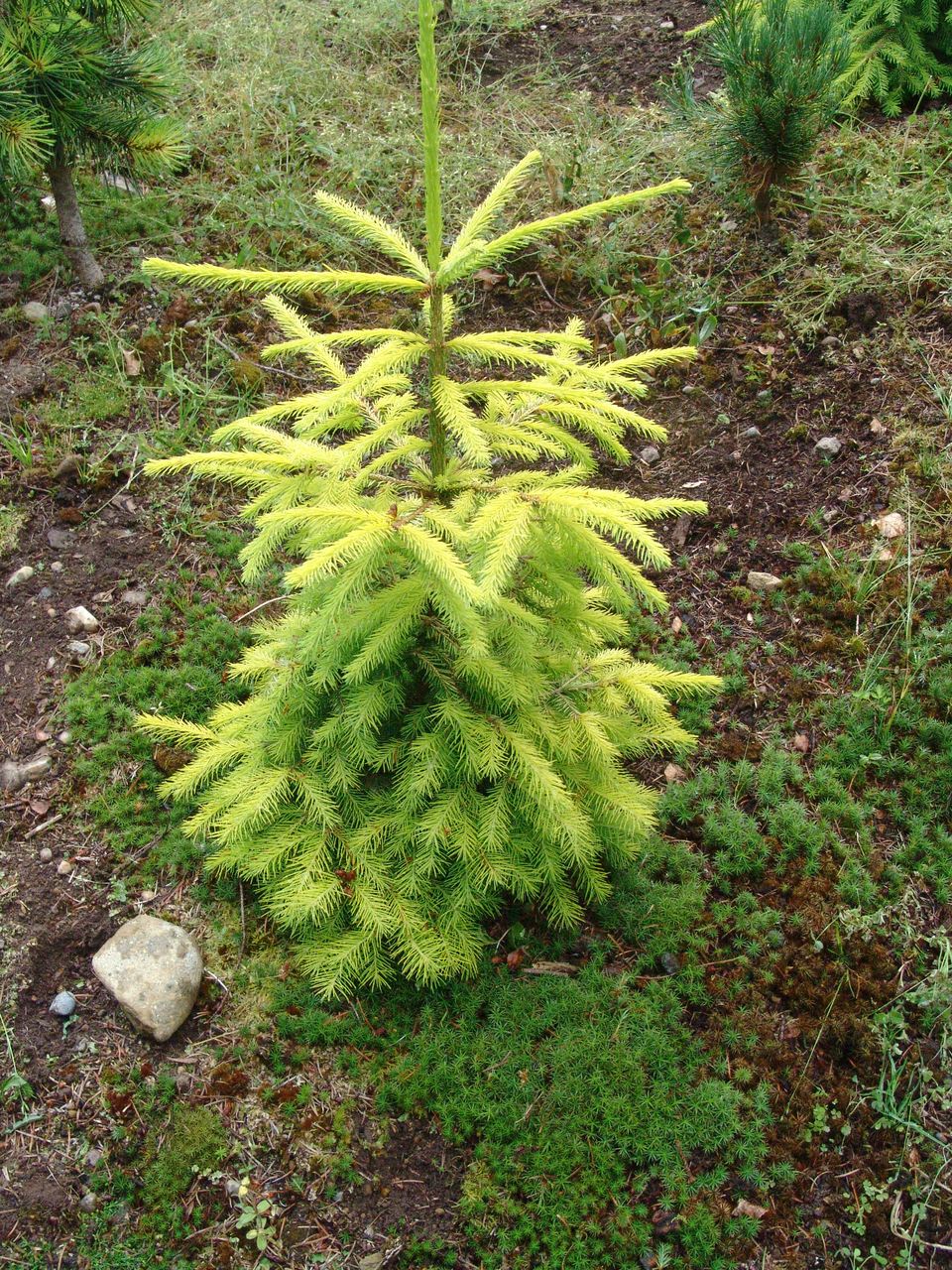 Picea abies Lemonade spruce evergreen conifer Norway gold needles foliage