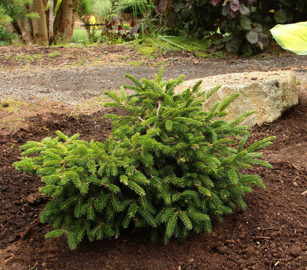 Picea orientalis Ferny Creek Prostrate spruce evergreen conifer flat spreading Caucasian spruce green needles