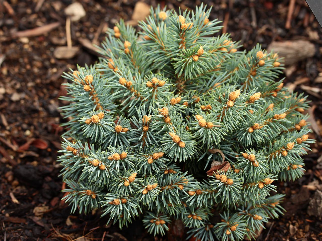 Picea pungens Blue Pearl spruce conifer evergreen cushion globose blue needles