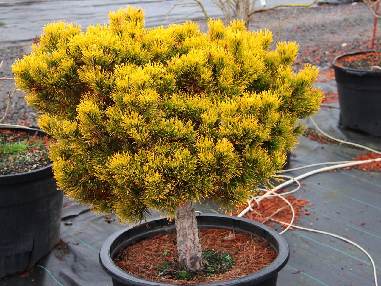 Pinus mugo Carstens Carstens Wintergold conifer evergreen gold