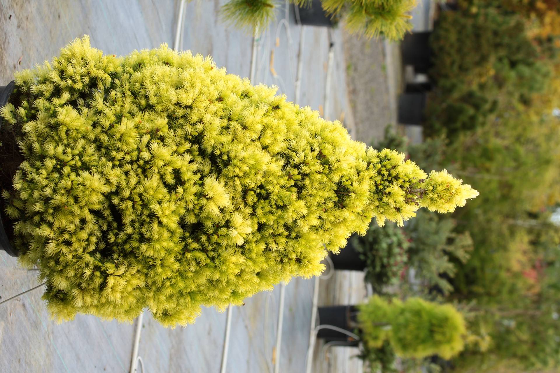 Picea glauca Daisy White conifer cone white green
