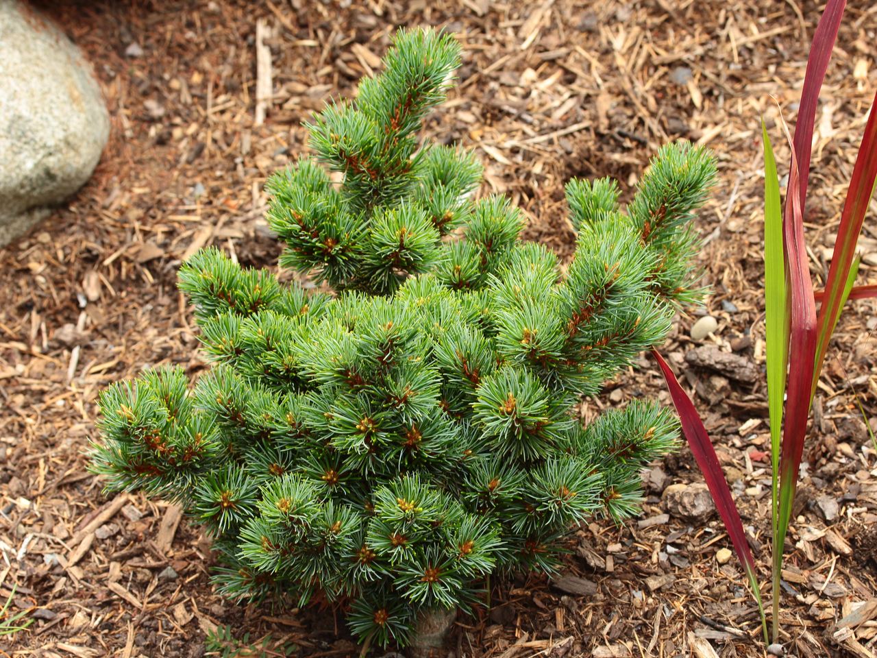 Pinus parviflora Catherine Elizabeth pine conifer evergreen irregular dwarf Japanese White pine blue green twisted needles