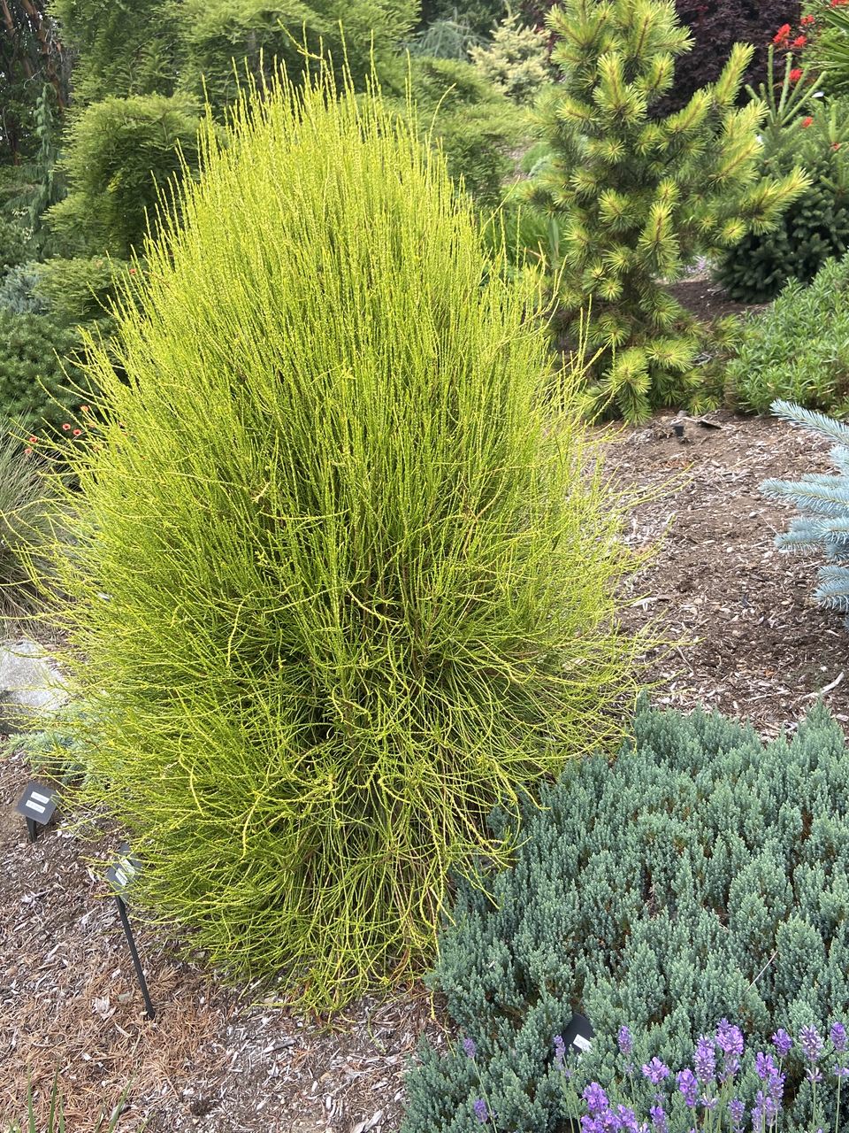 Thuja orientalis Franky Boy arborvitae conifer evergreen Chinese yellow green needles fall colors