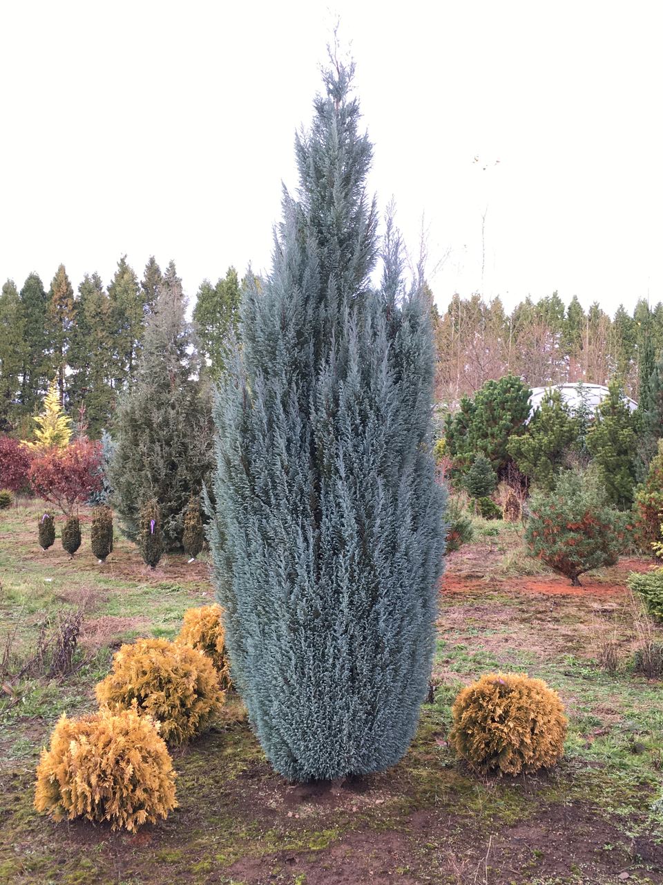 Chamaecyparis lawsoniana Blue Surprise cypress evergreen conifer blue silver upright